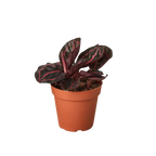 Calathea 'Dottie'