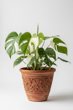 Monstera 'Mint'