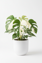 Monstera 'Mint'