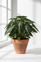 Syngonium wendlandii 'Black Velvet'